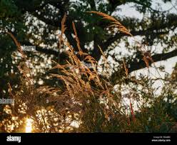Image result for Sorghastrum stipoides