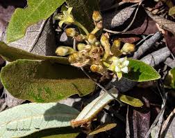 Image result for Parinari capensis