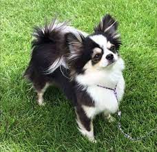 6 Brilliant Potty Training Chihuahua Consistency Is Key Ideas Chihuahua Dogs Chihuahua Chihuahua Puppies