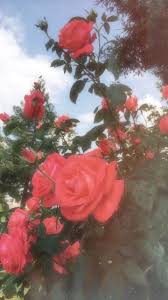 Aesthetic roses, night aesthetic, black aesthetic wallpaper, aesthetic colors, aesthetic . Red Rose Aesthetic Wallpapers Wallpaper Cave