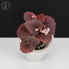 Image result for Begonia iucunda
