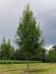 Image result for Fraxinus angustifolia