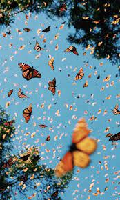 Sadly, four butterflies became extinct during the last 150 years. Blue Butterfly Aesthetic Butterfly Wallpaper Vsco Novocom Top