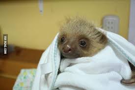 Baby boy with hair dryer over white. Bath Time Cute Sloth Pictures Cute Baby Sloths Baby Sloth