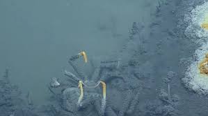 The Jacuzzi Of Despair Massive Brine Pool In The Gulf Of Mexico Bottom Of The Ocean Mexico Sea Life