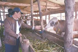 Sato loka berusaha mengajak pengunjung untuk menikmati suasana sejuk alami khas kaliurang dan berinteraksi dengan satwa yang ada. Empat Tahun Pemerintahan Jokowi Ekspor Peternakan Meningkat Republika Online