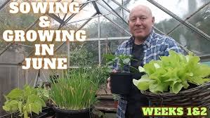 Sowing & Growing In June Week One & Two 2023 [Gardening Allotment UK] [Grow  Vegetables At Home ]