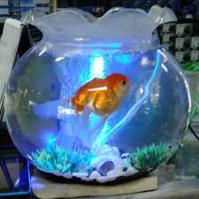 Anda dapat menghubungi kami secara langsung di 081310342578 atau melalui no. Jual Aquarium Bulat 12l Shella 12 Liter Fish Bowl Toples Ikan Undian Makassar Hobi