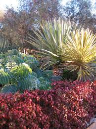 Garden Designs By Judith Sharpe Shrubs For Privacy Dry Garden Jungle Gardens