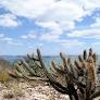 Brazil Enacts National Policy to Restore Caatinga Vegetation, Combating Desertification