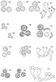 Image result for Scleroderma polyrhizon