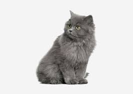 Check spelling or type a new query. Europetnet British Semi Longhair