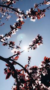 #backgrounds #floral #nature #wallpapers #floral wallpapers #natural #vsco #colors #colorful #hd. Aesthetic Flower Iphone Wallpapers Top Free Aesthetic Flower Iphone Backgrounds Wallpaperaccess