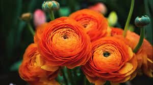 Check spelling or type a new query. What Are Most Popular Flowers For Mother S Day 9news Com