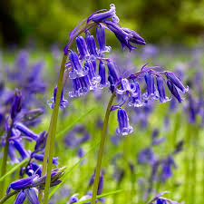 What flowers bloom in spring? 250 Bluebell Bulbs English Bluebells Spring Flowering Bulbs Perennial Flower 7426926820264 Ebay