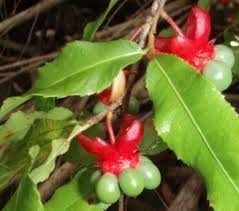 Image result for Ochna