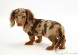 Long coats and smooth coats available through the year. Long Haired Chocolate Dachshund Puppies For Sale Petsidi