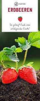 Erdbeeren So Gelingt Euch Eine Erfolgreiche Ernte Erdbeeren Sind Wohl Die Beliebteste Nascherei Aus Dem Eigenen Garten Da Erdbeeren Erdbeeren Pflanzen Ernte