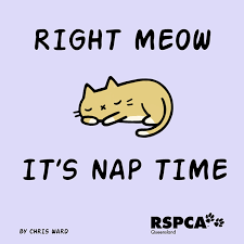 Totally Relatable Cat Puns Funny Rspca Queensland