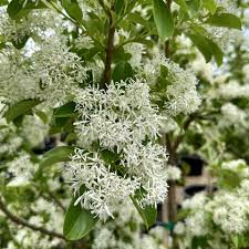 Image result for Chionanthus