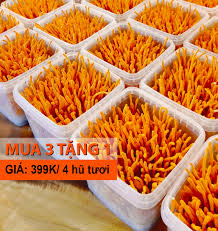 ĐÔNG TRÙNG HẠ THẢO TƯƠI