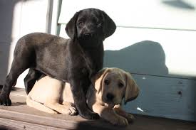 Contact us today to learn more about our puppies. Labrador Retriever Puppies For Sale Prescott Az 258180