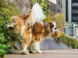 Everything You Need To Know About Leg Lifting In Dogs Petmd