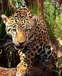 Jaguar Animals Wild Wild Cats Jaguar Pictures