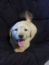 We can easily deliver our guaranteed labs to your location in or around st. White English Labrador Retrieved Puppy For Sale In Brooksville Florida Classified Americanlisted Com