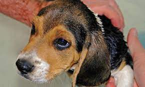Ivermectin Toxicosis In Dogs Clinician S Brief