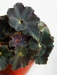 Pin On Begonias