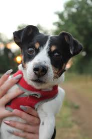 Jack russell terriers are known for their energy, loyalty, and friendliness. Jack Russell Terrier Hunde Informationen Zu Den Bienenarten Omlet