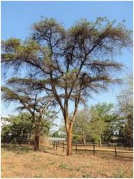 Image result for Cordia mukuensis