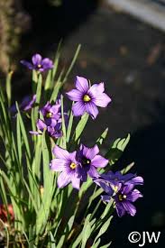 Image result for Satyrium crassicaule