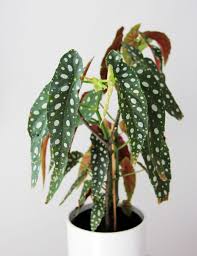 Begonia Maculata Indirect Bright Light Letting The Whole Soil Dry Out Between Watering Potting Mix Perlite Fertilizer Eve Begonia Maculata Begonia Plants