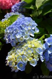 Image result for Hydrangea macrophylla bela obrázek