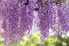 Wisteria