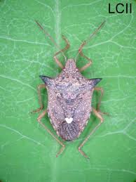 Percevejo Marrom Euschistus Heros O percevejo marrom marmorado ( halyomorpha halys ) é um inseto da família pentatomidae , nativo da china, japão e em 2010, no atlântico central dos estados unidos, $ 37 milhões em colheitas de maçã foram perdidos e alguns. percevejo marrom euschistus heros