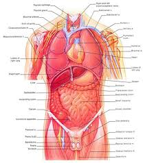In vertebrate anatomy, ribs (latin: Internal Organs With Rib Cage Shefalitayal