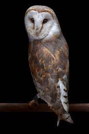 Presenting Some Really Cute And Adorable Names For Your Pet Owl Bird Eden