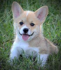 We a small breeder&raise 1to2 litters a year.our 10 days old corgi puppies available for rehoming, four females and 2 males. Corgi Puppies For Sale Hill Country Corgis