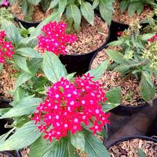 Meski kecil, bunga pentas ini terlihat besar karena tumbuh banyak pada satu titik membentuk bunga pentas yang termasuk tanaman hias tahan panas ini juga tahan terhadap ulat dan kutu, lho! Kembang Pentas Pink Lazada Indonesia