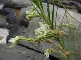 Image result for Kanahia laniflora