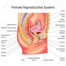 female pregnant body diagram lovely urinary system female