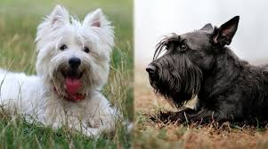 West Highland Terrier Vs Scottish Terrier Breed Differences Similarities