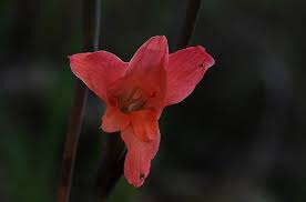 Image result for Gladiolus melleri