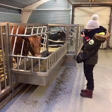 First Day Out In Reykjavik And First Stop Is Of Course To Find Some Icelandic Cattle Meet Birna Now To Explore He City Thanks For Cow Art Cattle Unique Art