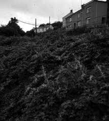 Image result for Clappertonia polyandra