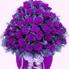 خلفيات ورد بنفسجي جميل makusia images