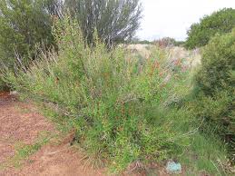 Image result for Anisacanthus